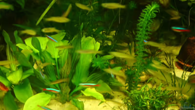 Besatz im Aquarium 2. Becken von Frank Krüger (17)