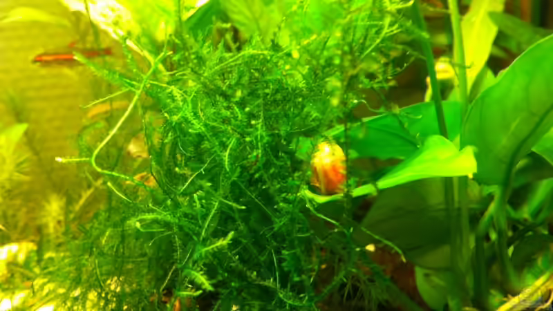 Besatz im Aquarium 2. Becken von mari (6)