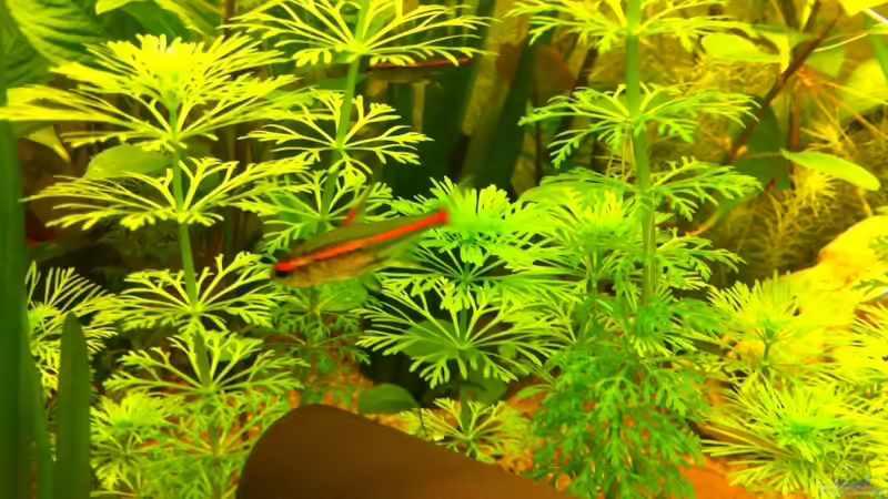 Besatz im Aquarium 2. Becken von mari (7)