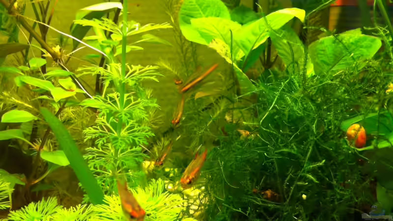 Besatz im Aquarium 2. Becken von mari (8)