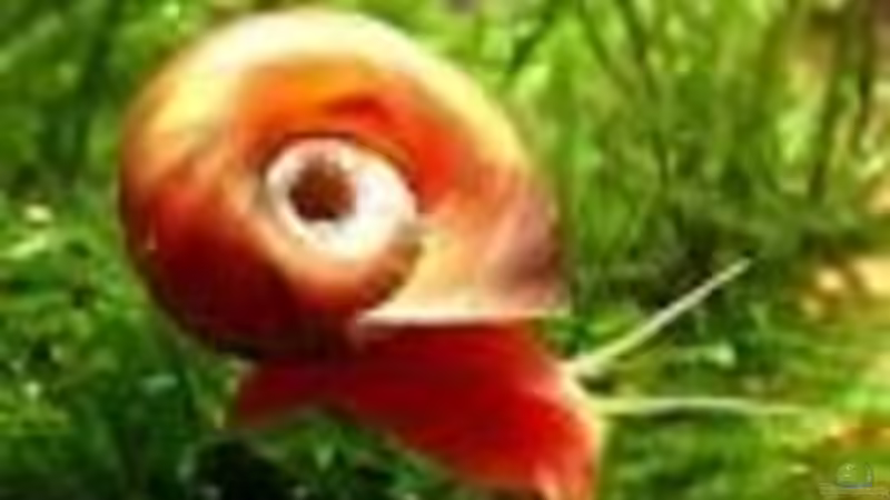 Besatz im Aquarium 2. Versuch von Ezze (5)