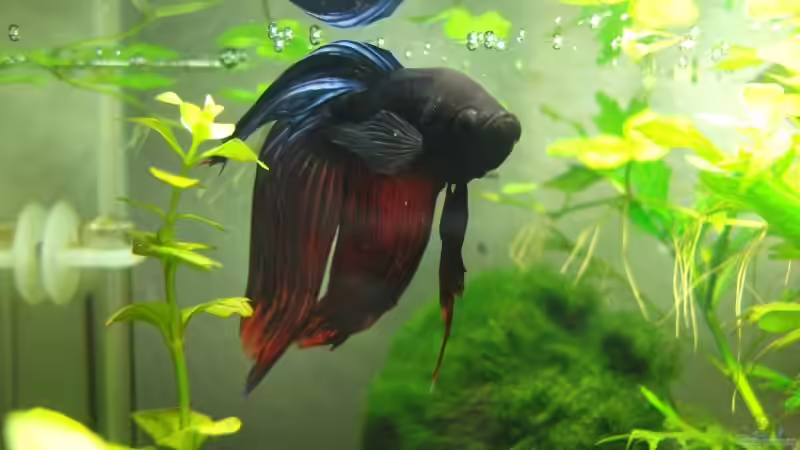 Besatz im Aquarium 20 L Dennerle Nano Cube von z0oL (8)