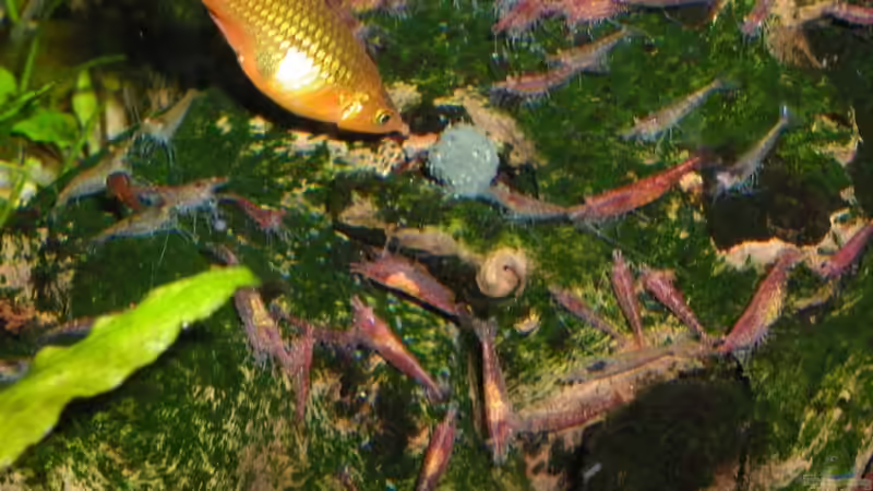 Besatz im Aquarium 200 Liter Red Fire von Matthias (12)