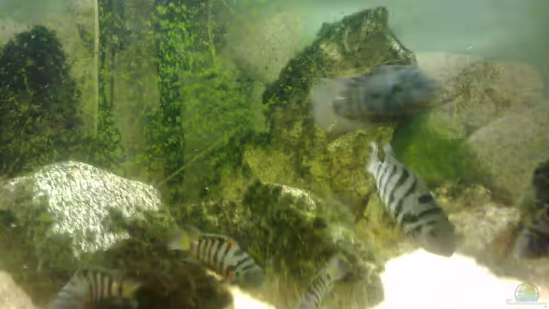 Besatz im Aquarium 200er Artenbecken Zebrabuntbarsch von Fischer vom Bodensee (2)