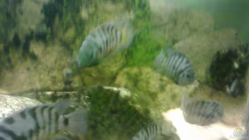 Besatz im Aquarium 200er Artenbecken Zebrabuntbarsch von Fischer vom Bodensee (3)