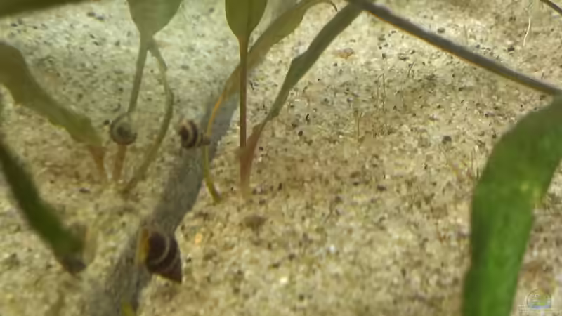 Besatz im Aquarium 200er von Pflanzenfreund (20)