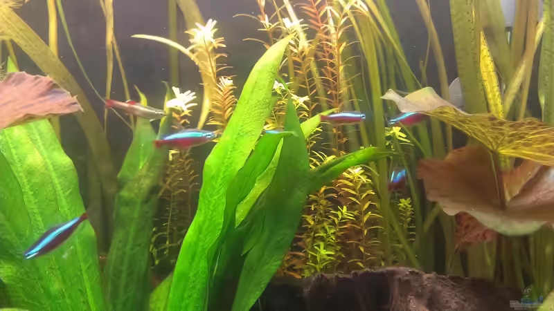 Besatz im Aquarium 200er von Pflanzenfreund (21)