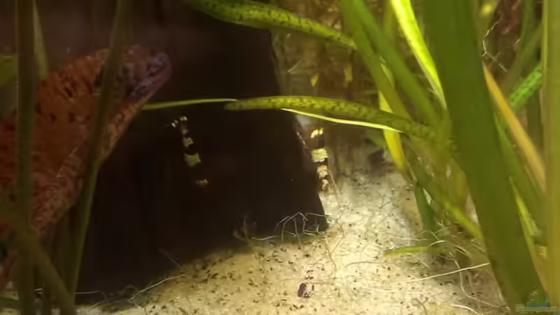 Besatz im Aquarium 200er von Pflanzenfreund (23)