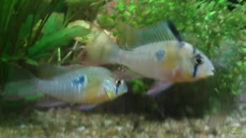 Besatz im Aquarium 200l-Americana von puschel78 (8)