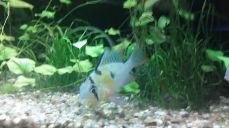 Besatz im Aquarium 200l-Americana von puschel78 (9)