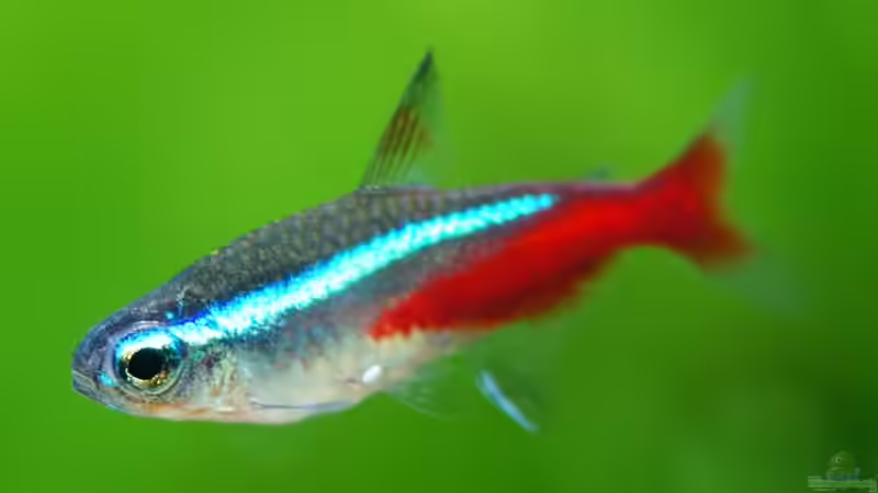 Besatz im Aquarium 200L FS-Aquarium von Leinad78 (7)