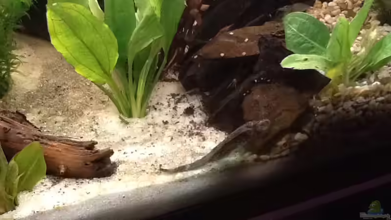 Besatz im Aquarium 200l Südamerika von Chiara Z. (9)