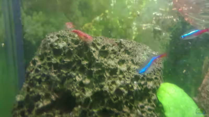 Besatz im Aquarium 20er Nano-Neon von Fischer vom Bodensee (4)