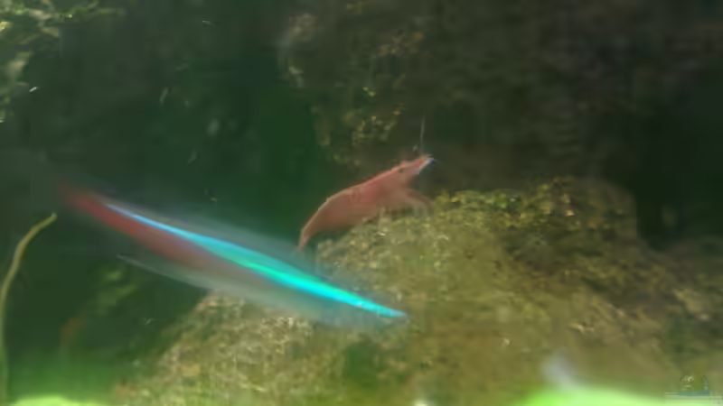 Besatz im Aquarium 20er Nano-Neon von Fischer vom Bodensee (5)
