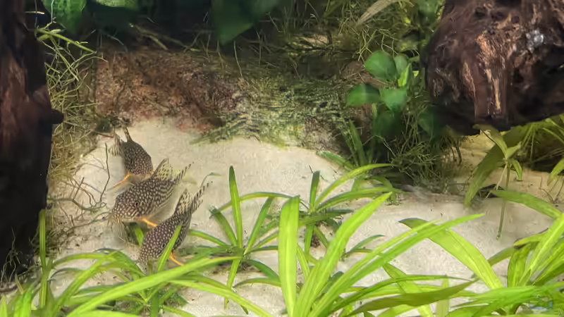 Besatz im Aquarium 216er Cube von PeterK (20)