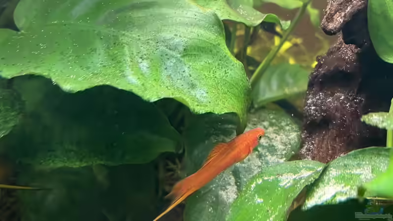 Besatz im Aquarium 216er Cube von PeterK (21)