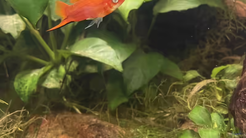 Besatz im Aquarium 216er Cube von PeterK (22)