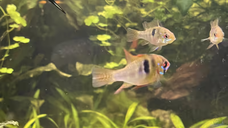 Besatz im Aquarium 216er Cube von PeterK (23)