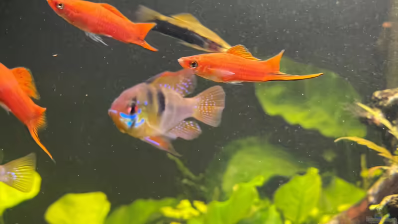 Besatz im Aquarium 216er Cube von PeterK (25)