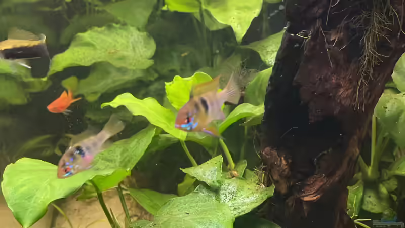 Besatz im Aquarium 216er Cube von PeterK (26)