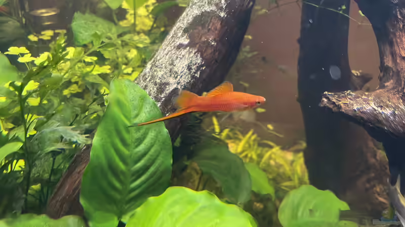 Besatz im Aquarium 216er Cube von PeterK (27)