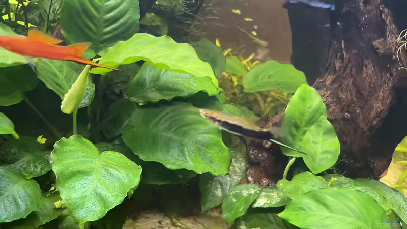 Besatz im Aquarium 216er Cube von PeterK (30)