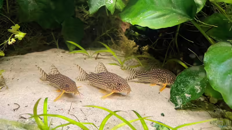 Besatz im Aquarium 216er Cube von PeterK (32)