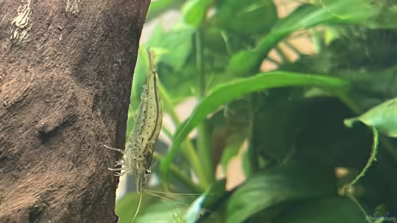 Besatz im Aquarium 216er Cube von PeterK (33)