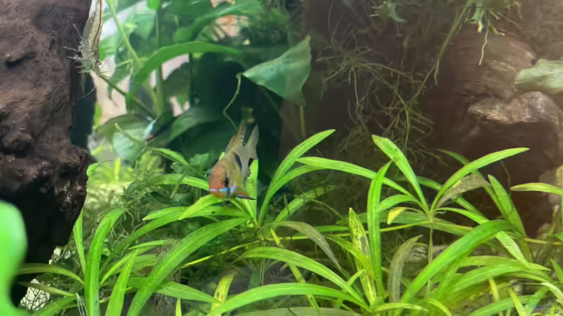 Besatz im Aquarium 216er Cube von PeterK (34)