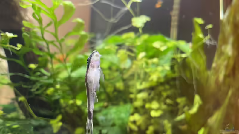 Besatz im Aquarium 216er Cube von PeterK (35)