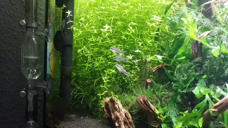 Besatz im Aquarium 216l cube no name von Enyo (13)