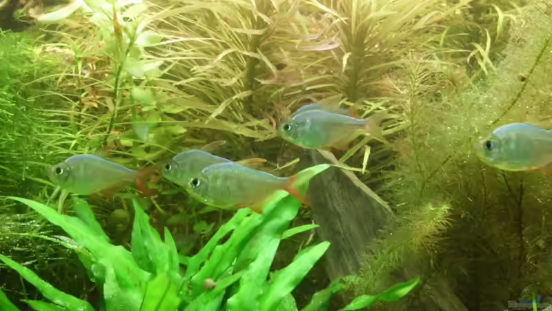 Besatz im Aquarium 240 Liter Südamerika von kellz26 (11)