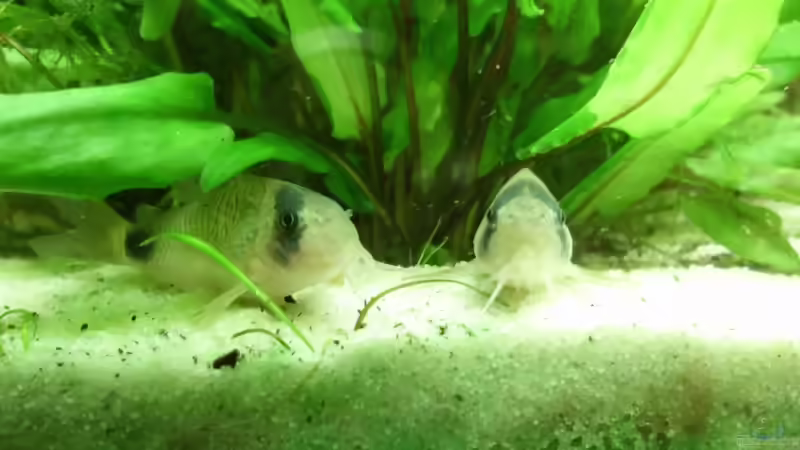 Besatz im Aquarium 240 Liter Südamerika von kellz26 (13)