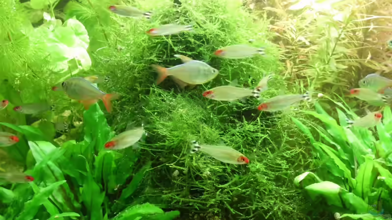 Besatz im Aquarium 240 Liter Südamerika von kellz26 (14)