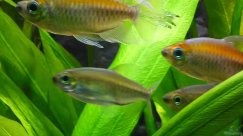 Besatz im Aquarium 240 Liter von Wels (28)