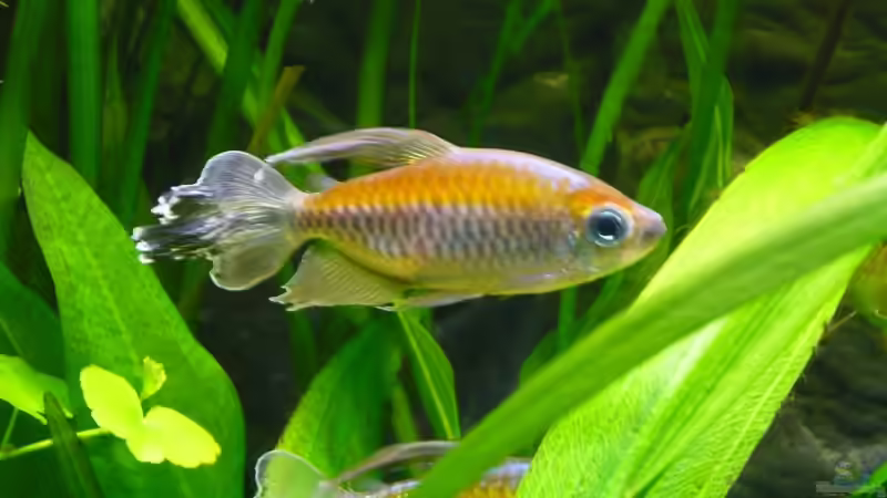 Besatz im Aquarium 240 Liter von Wels (29)