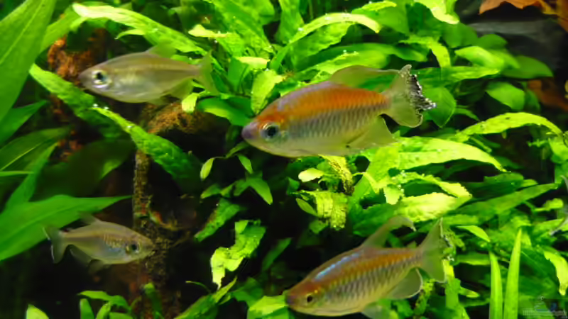 Besatz im Aquarium 240 Liter von Wels (31)