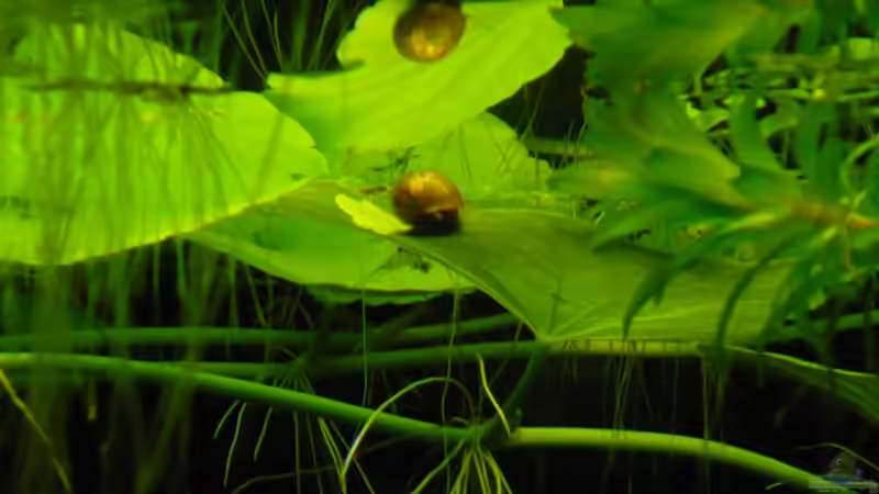 Besatz im Aquarium 240 Liter von Wels (35)