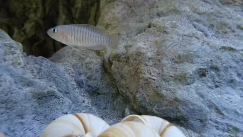 Besatz im Aquarium 240er Tanganjika von Steffen S. (31)