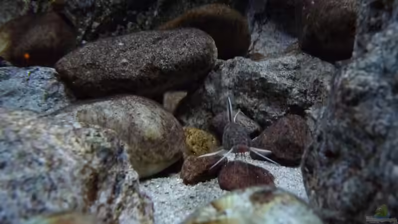 Besatz im Aquarium 240er Tanganjika von Steffen S. (34)