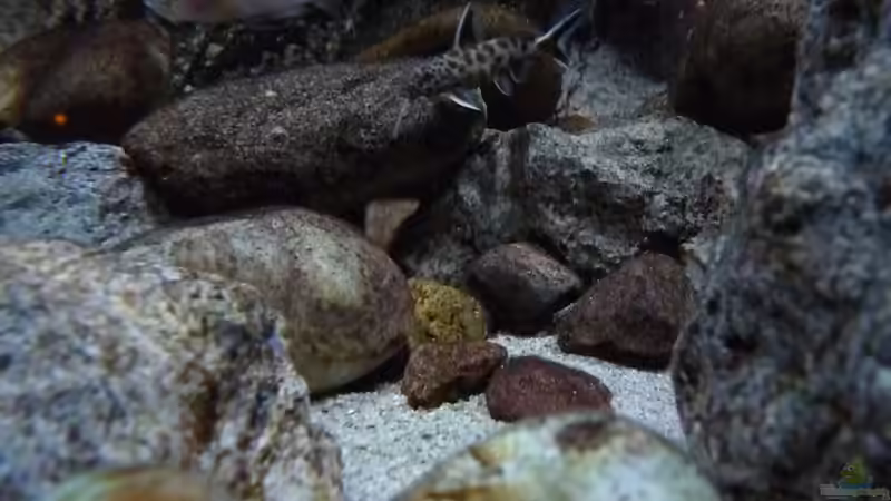 Besatz im Aquarium 240er Tanganjika von Steffen S. (35)