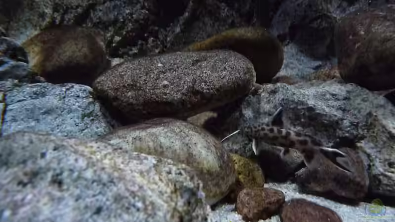 Besatz im Aquarium 240er Tanganjika von Steffen S. (36)