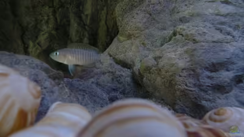 Besatz im Aquarium 240er Tanganjika von Steffen S. (37)