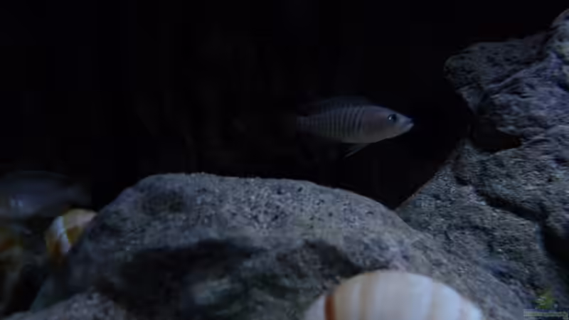 Besatz im Aquarium 240er Tanganjika von Steffen S. (38)