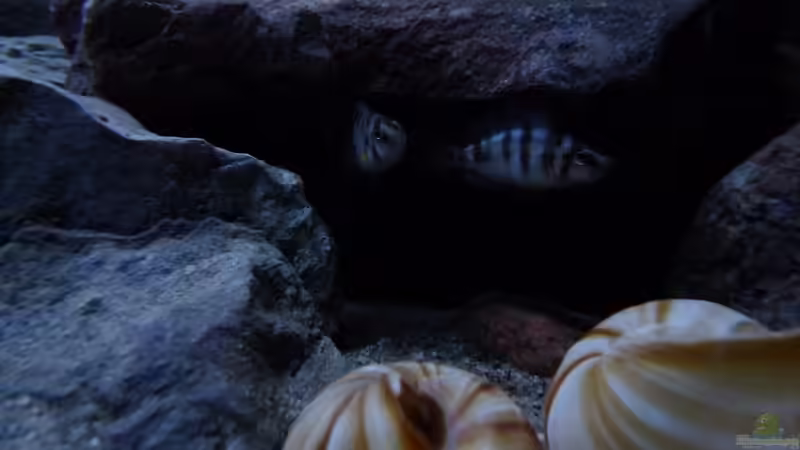 Besatz im Aquarium 240er Tanganjika von Steffen S. (40)