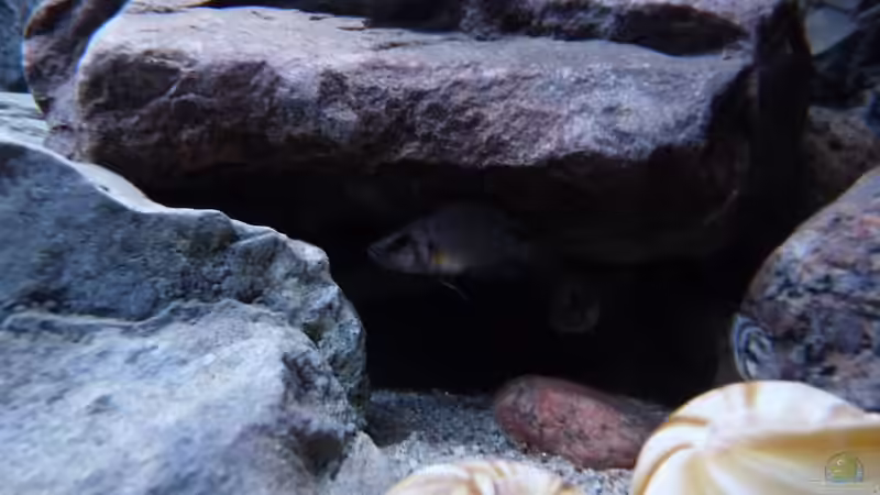 Besatz im Aquarium 240er Tanganjika von Steffen S. (41)