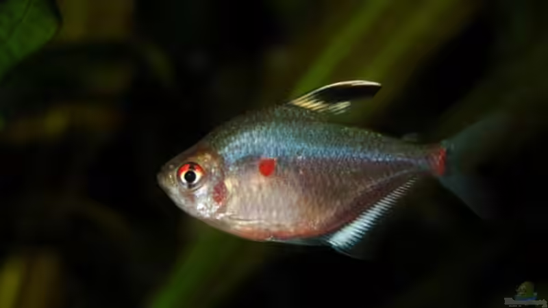 Besatz im Aquarium 250 l Gesellschaft von Nadinsche (17)