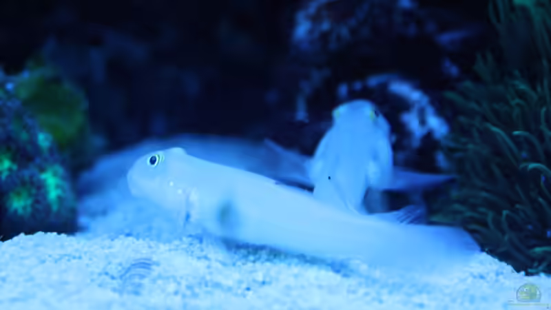 Besatz im Aquarium 250l Meerwasser Becken von Deadfox (10)