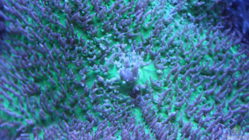 Besatz im Aquarium 250l Meerwasser Becken von Deadfox (11)