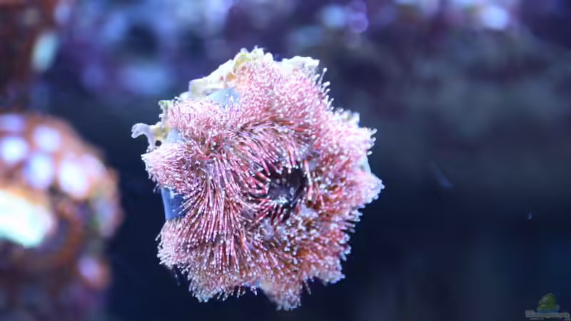 Besatz im Aquarium 250l Meerwasser Becken von Deadfox (2)